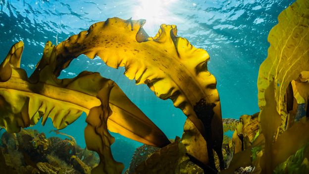 The promise of kelp-powered flight