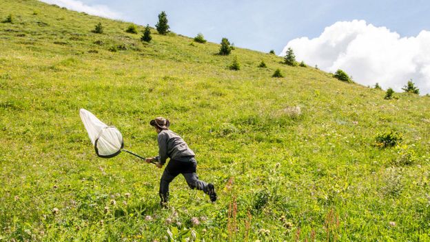 Why the Alps are a haven for rare butterflies