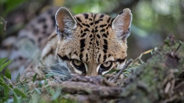 The Iberá Wetlands: Argentina's answer to Yellowstone