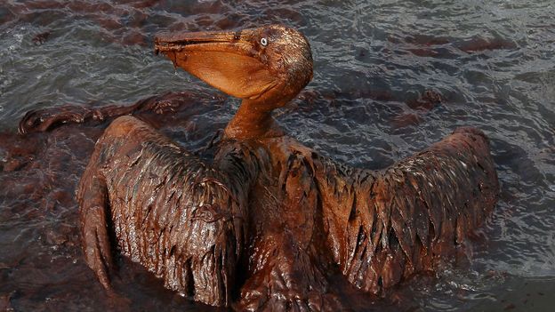 The oil-soaked bird that shocked the world