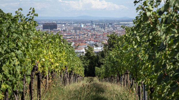 Heurigen: Vienna's hyper-local wine taverns