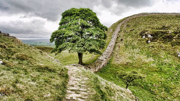 In search of the Old Ones: Where to find the world’s longest-lived trees