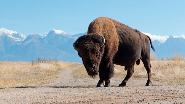 Why grazing bison could be good for the planet