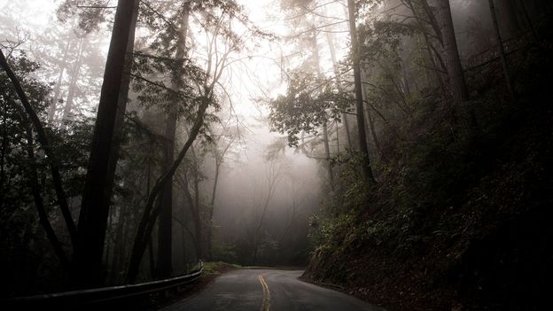 Bringing back California's redwood forests - BBC Future