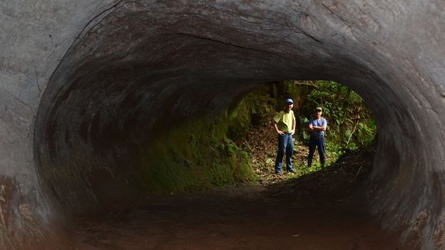 Brazil’s mysterious tunnels made by giant sloths