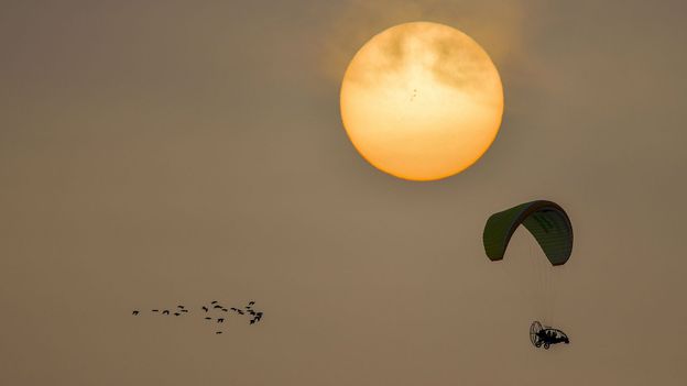 The daredevil flight to save rare birds