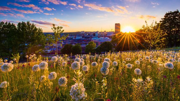 The industrial English city with more trees than people