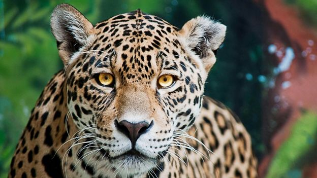 The sound maps that predict poachers' movements