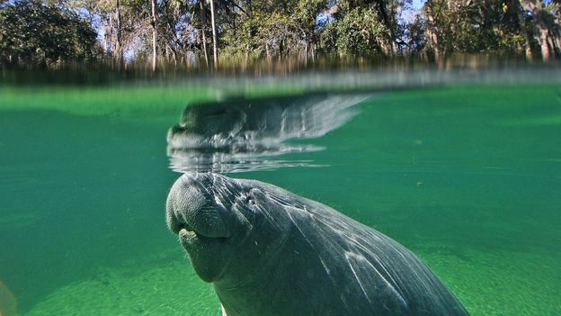 An unprecedented 1,000 manatees are gathering in Florida this week – but why?