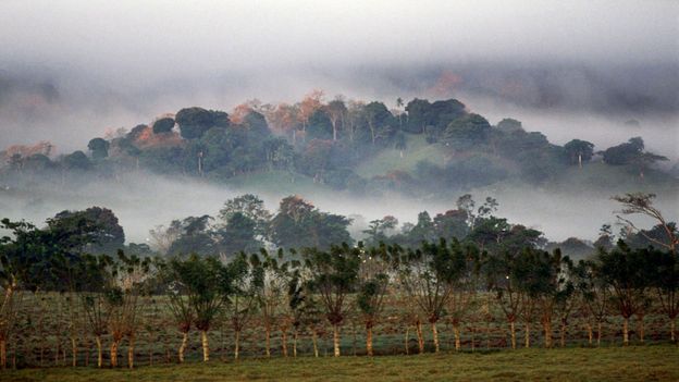 How planting trees is bringing clean water to a tropical nation