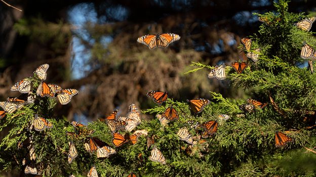 Millions of monarch butterflies have gone missing, and there is one thing humans can do to help