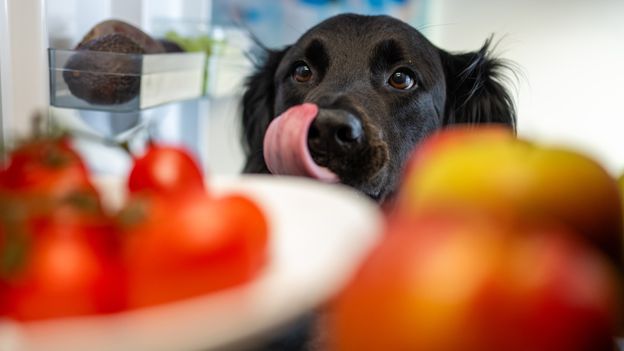 Why pet owners are spending thousands of dollars on ‘human-grade’ food