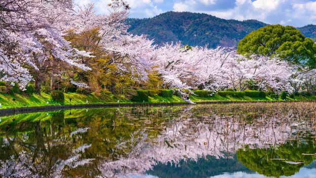 In pictures: Best places to witness cherry blossoms in Japan