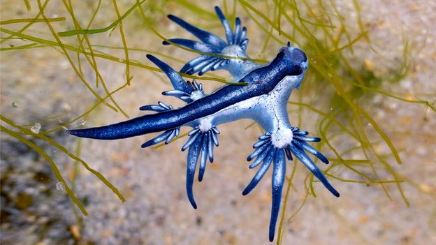 Rarely seen 'blue dragons' are disrupting spring breakers' beach plans