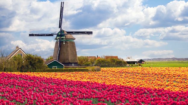 A local expert's guide to seeing the most beautiful tulips in the Netherlands