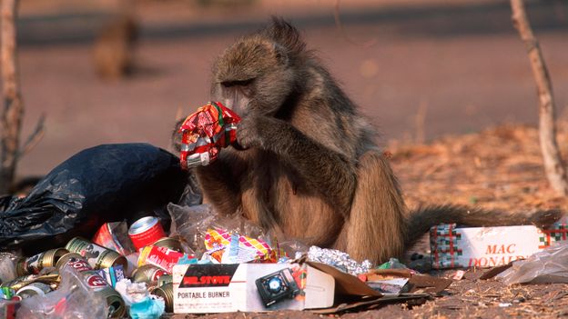 The scavengers stalking the world's cities