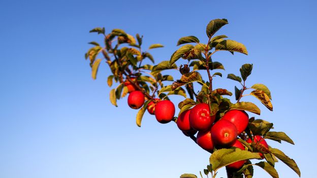 The apple detectives hunting for lost varieties