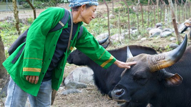 The indigenous community protecting Himalayan sacred cattle in India