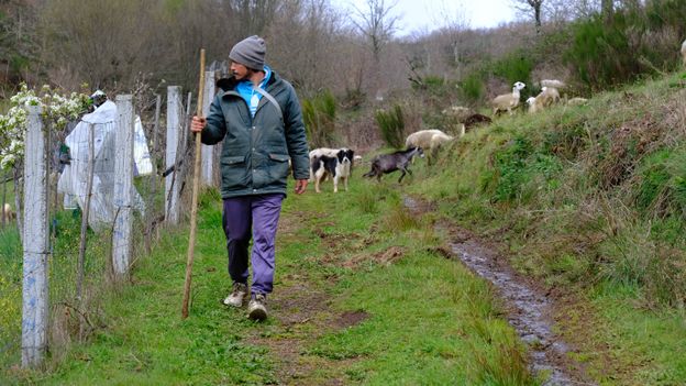 'My two favourite animals are sheep and wolves'. In Portugal’s Montesinho, shepherds peacefully coexist alongside wolves