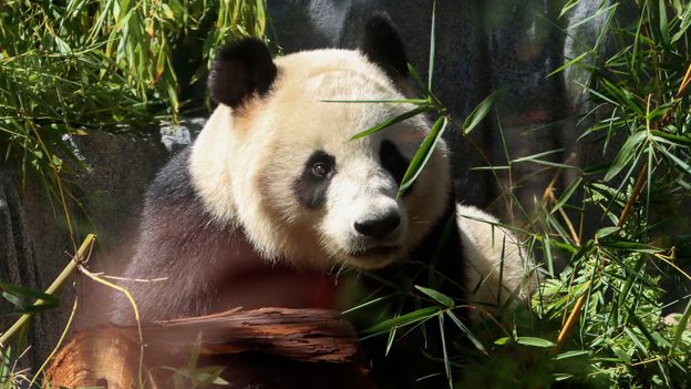 A brief history of 'panda diplomacy' - with new additions to global zoos