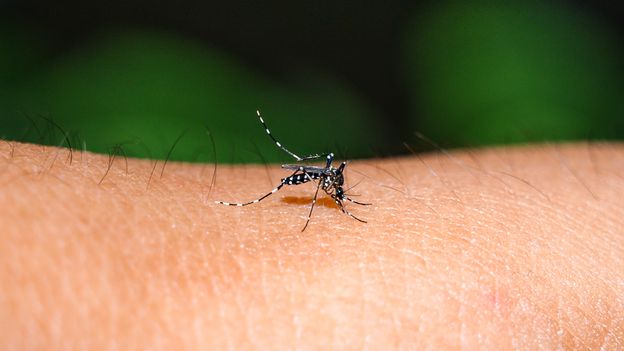 ‘A warmer, sicker world’: Mosquitoes carrying deadly diseases are on an unstoppable march across the US