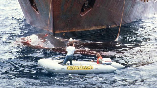 A large Soviet vessel, harpoon gun poised to fire, looms over a whale immediately below the bow, the animal's large gaping wound oozing blood int