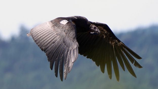 How a tribe brought back its sacred California condors