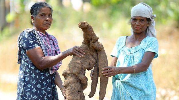 The indigenous women saving India's endangered giant yams