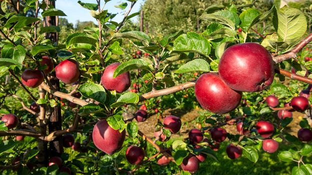 The 'apple library' with a lost world on its limbs