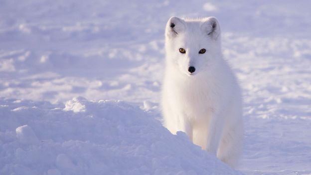 'If we stop now, they're gone forever': The Nordic countries breeding Arctic foxes