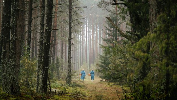 The national park that draws mushroom hunters from around the world