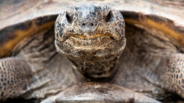 How wildlife survives after wildfires