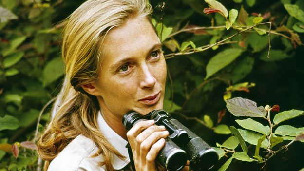 ‘They hang fingers, they include, they kiss’: The girl who modified our view of chimps – and human beings