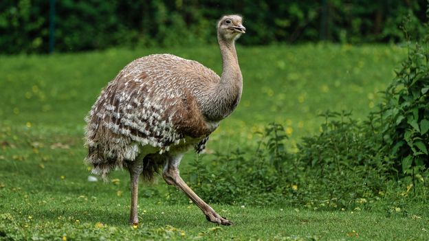 The rewilding milestone Earth has already passed