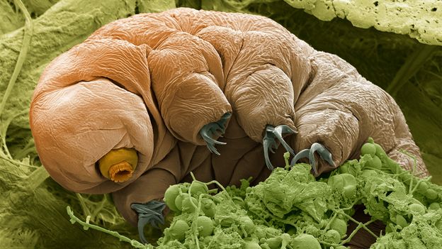 Harnessing the superpowers of the most resilient life form on Earth