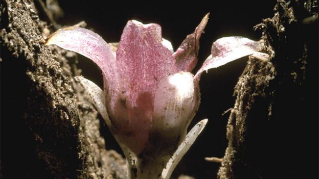 'It lives underground and is fabulous': The race to save the world's rarest orchid