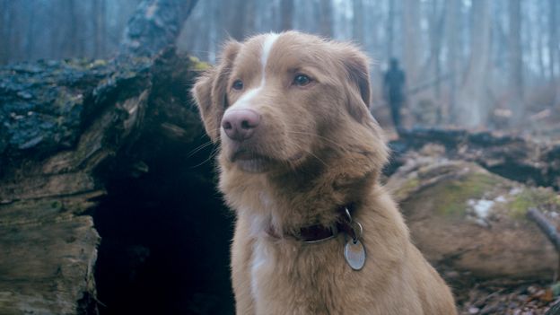 'His intense, unblinking stare is perfect': The dog-centred horror led by a new canine acting 'superstar'