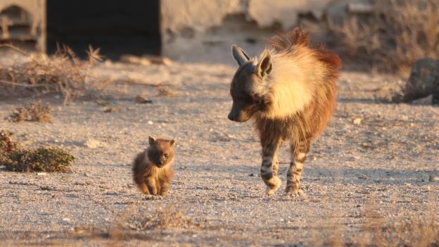 'They're a very elusive species': The 10-year effort to photograph the rare hyena stalking a diamond mining ghost town