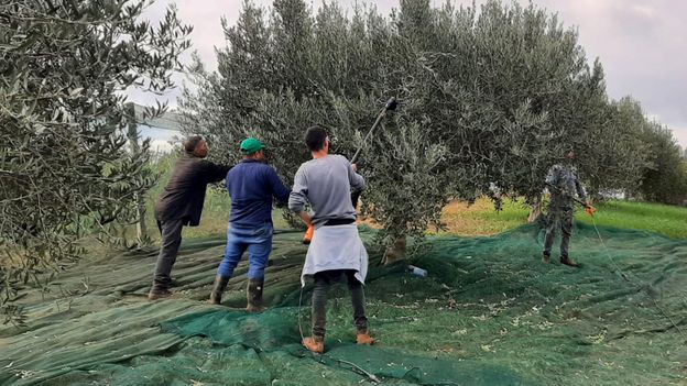 Can tourism save Italy’s most delicious autumnal tradition?