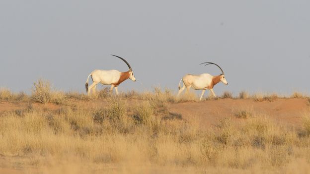 The 'extinct' antelope bringing hope in the Sahara