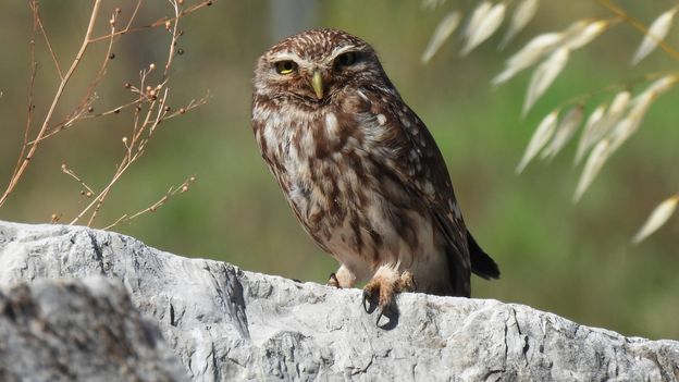 How ancient ruins have become 'arks' for wildlife
