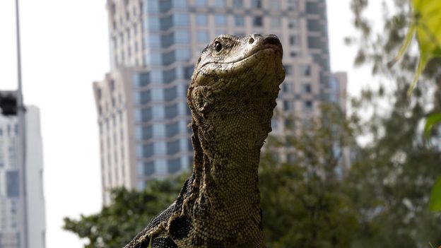 The giant reptiles reclaiming Bangkok