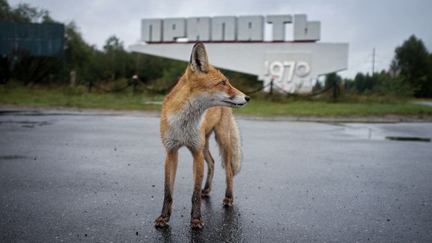 Surviving in a poisoned land: Chernobyl's wildlife is different, but not in the ways you might think