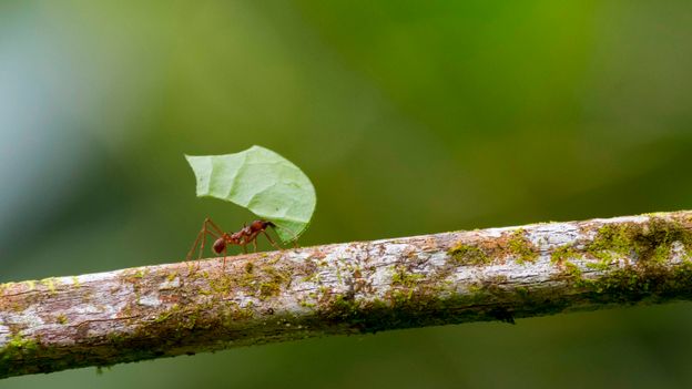 Five Decision-Making Lessons from Insects
