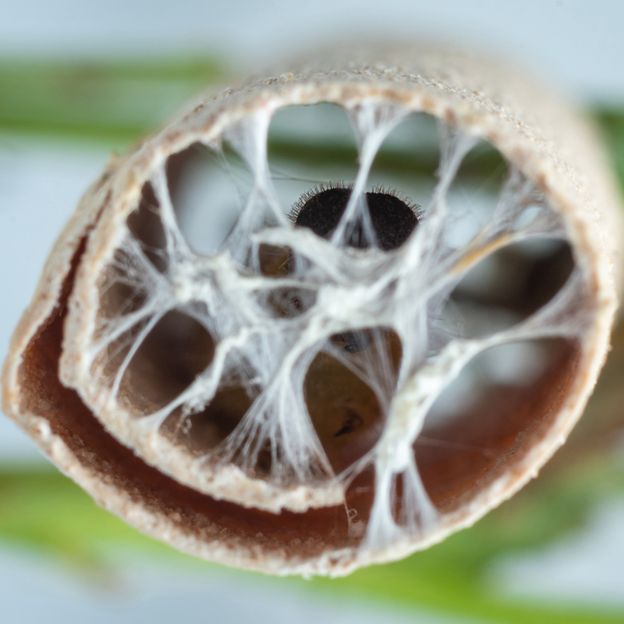 A late-stage Laguna Mountains Skipper caterpillar peers out from a protective silken screen of its own making. The larva will pupate inside this shelter (Credit: Michael Ready)