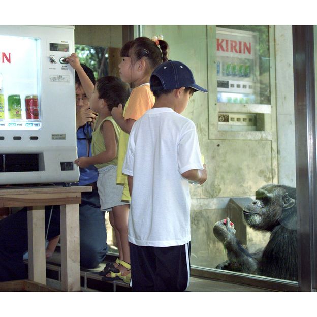 A zoo in Japan tried to teach its chimpanzees to use a vending machine by watching children – such interactions with technology are entirely built on trust (Credit: Reuters/Alamy)