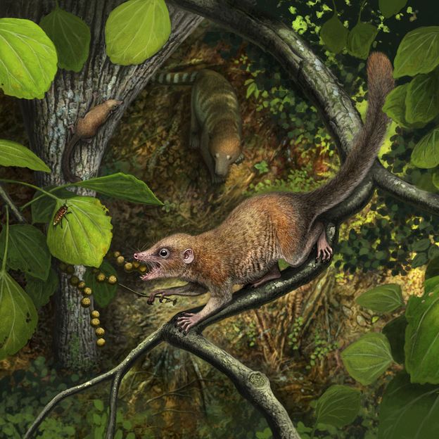 Purgatorius, the earliest known primate, is thought to have been among the asteroid survivors (Credit: Andrey Atuchin)