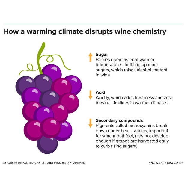 In a warmer climate, wines frequently become more alcoholic, less acidic and have fewer secondary compounds (Credit: Knowable Magazine)