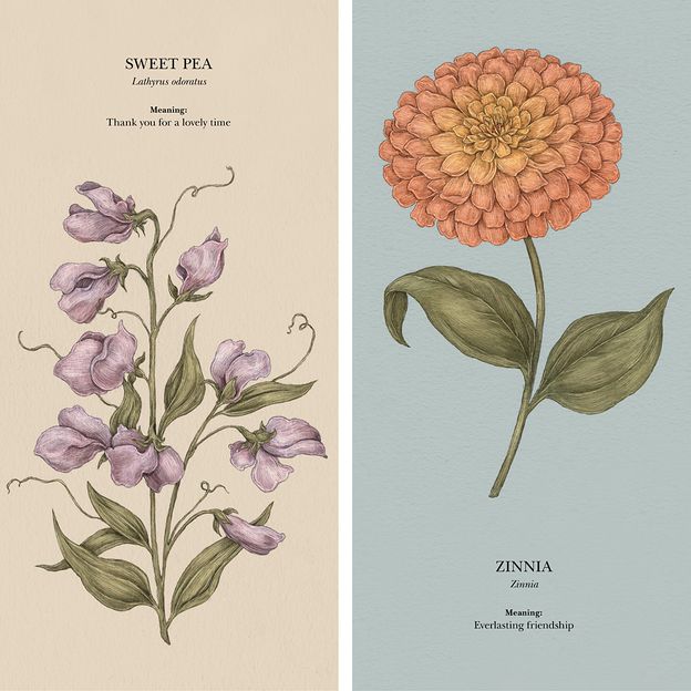 In Victorian floriography, the sweet pea meant gratitude, and the zinnia symbolised everlasting friendship (Credit: Andrew McMeel Publishing)