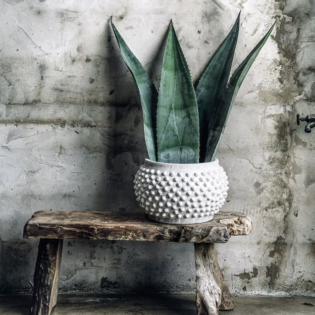 Matching a plant with its container is an aesthetic but also practical matter (Credit: Hilton Carter/ CICO Books)
